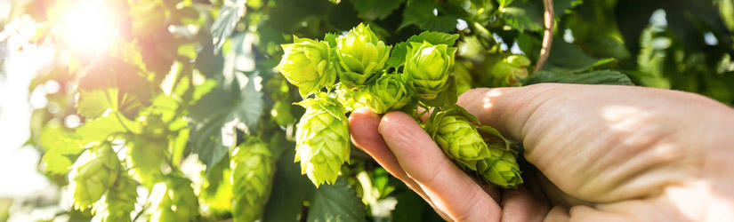 Man holding hops in his hands